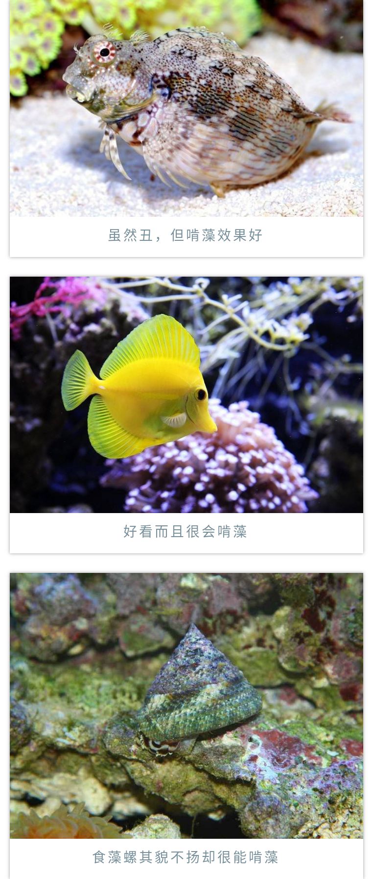 先造景再爆藻还是先爆藻再造景,先造景还是先养水