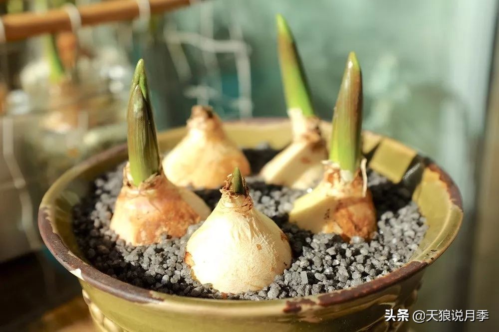 狼家球根怎么样,狼家球根上市了吗