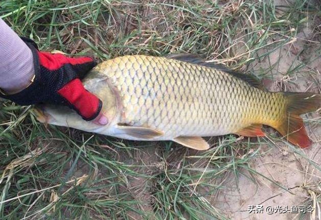 钓鱼小药爆护怎样使用效果好,钓鱼爆护有用吗