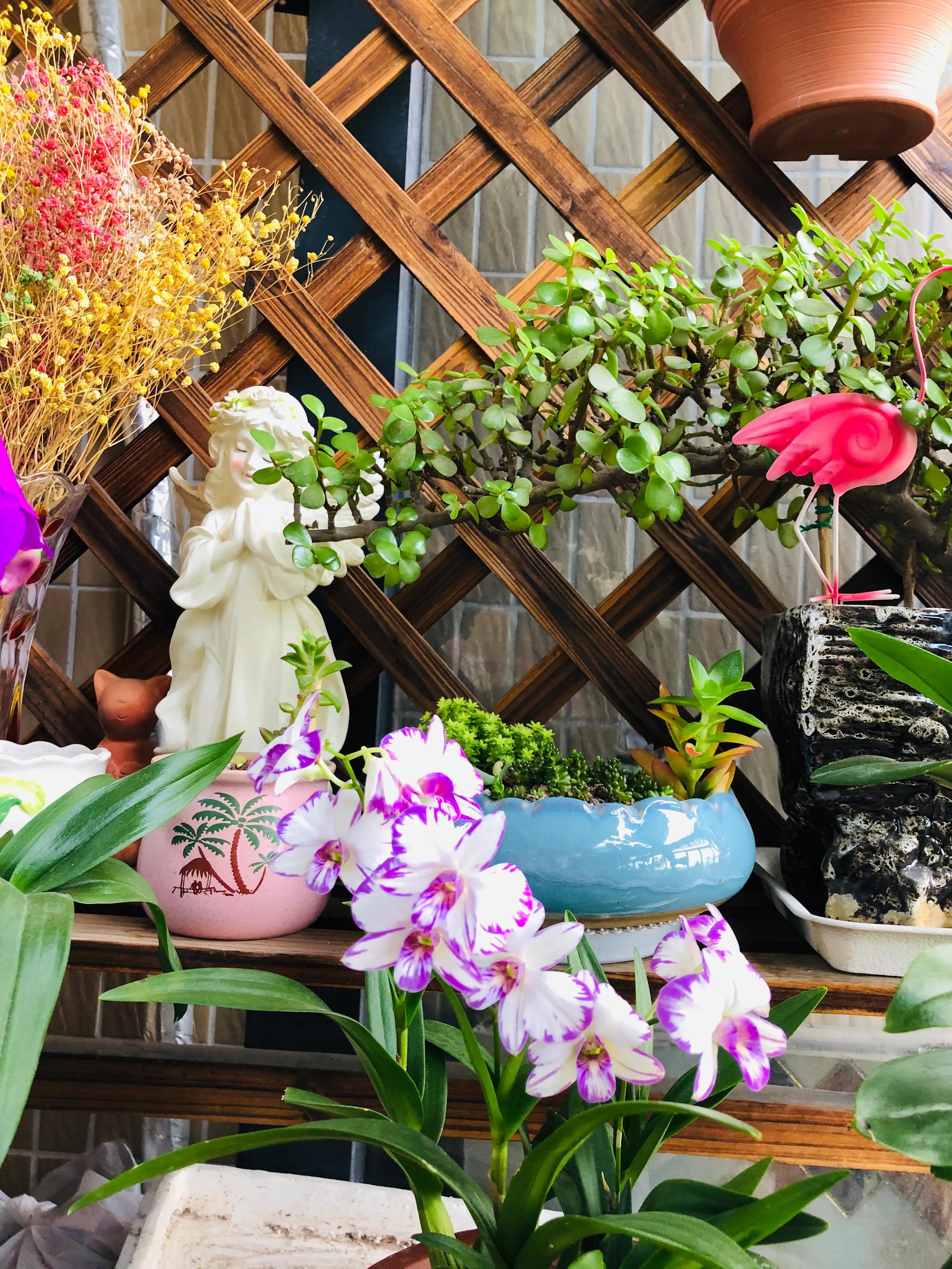 蝴蝶石斛兰怎么养,盆栽里长得像蝴蝶花的是什么花