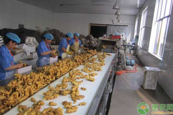 种植生姜产量高滞销村民寻求帮助,农民收入少种姜效益高