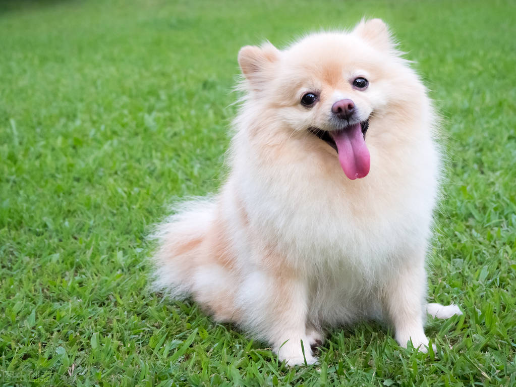 狗狗经常呕吐?别担心,教你3招轻松区分狗狗呕吐物