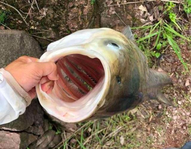 钓鱼大师们推荐几款优质钓鱼小药,钓鱼小药一瓶搞定哪个牌子好用