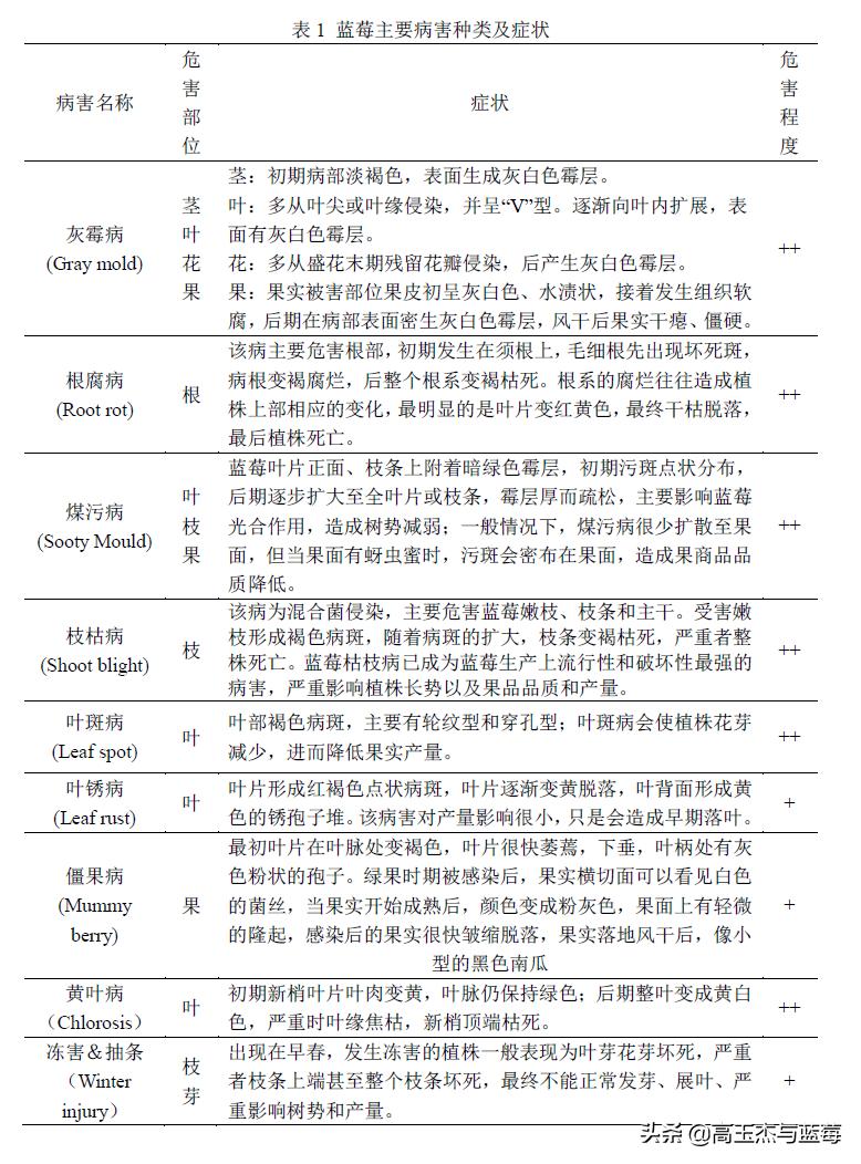 蓝莓枝枯病害图片大全,蓝莓果都有哪些病害