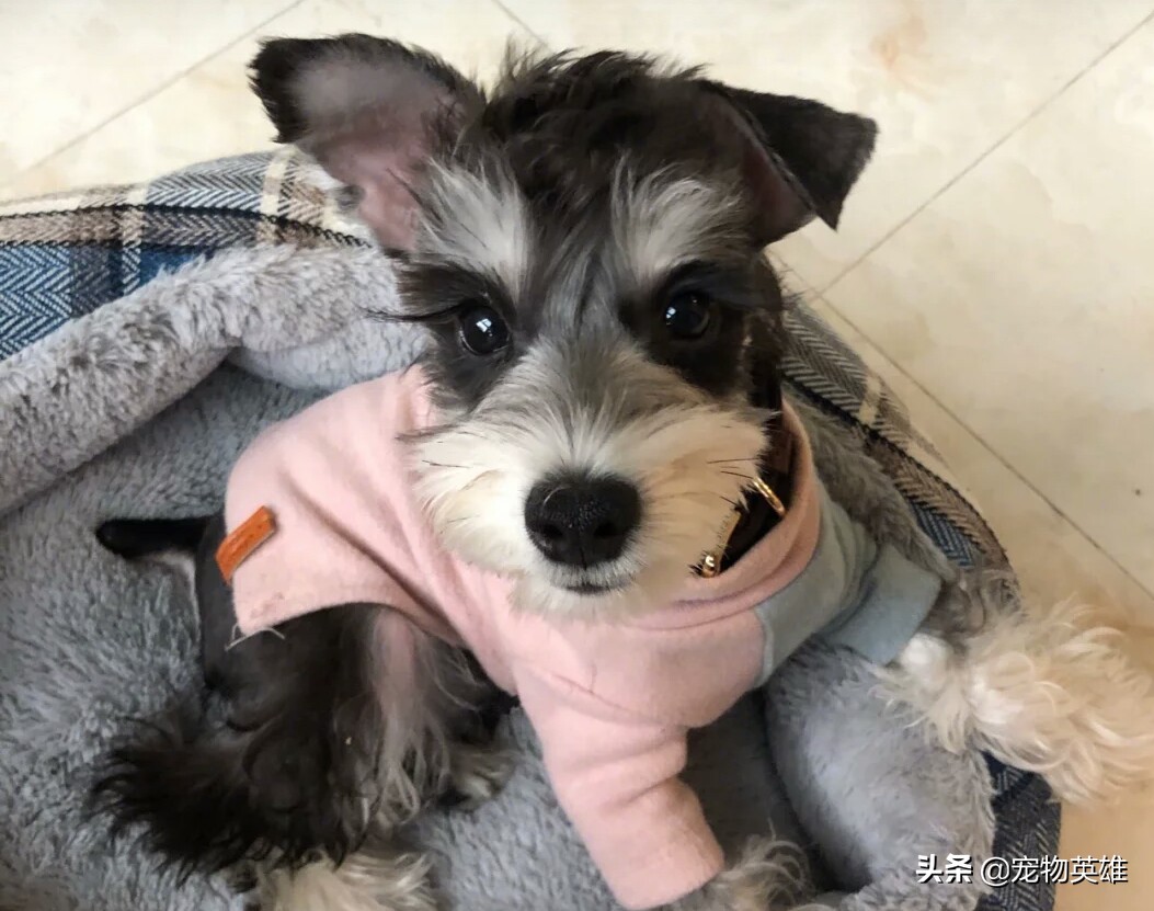 雪纳瑞总是不长记性喜欢家里瞎搞,雪纳瑞什么情况要换狗粮