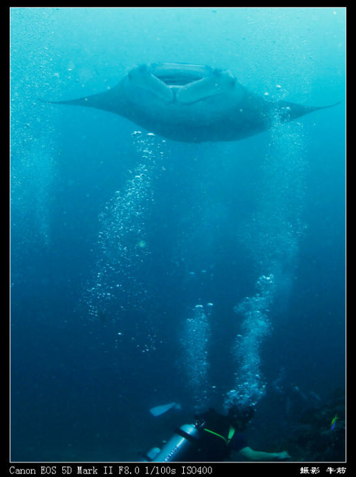 巨鲸轰炸机,鳐鱼战斗机