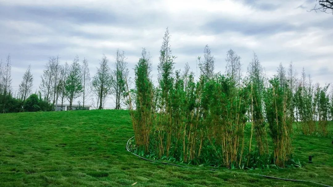 彭山竹韵廊在什么地方,彭山区竹韵廊公园航拍