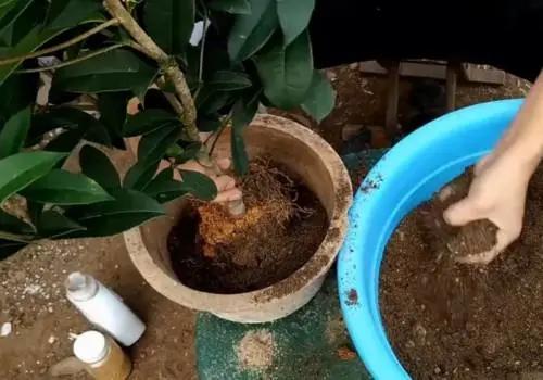 养桂花的三大忌,养桂花的十大禁忌