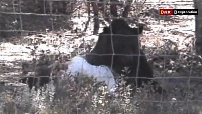 遇到猛兽如何自救100字,面对大型猛兽如何自救