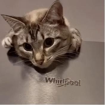 千万别惹俄罗斯猫，真实吓尿了