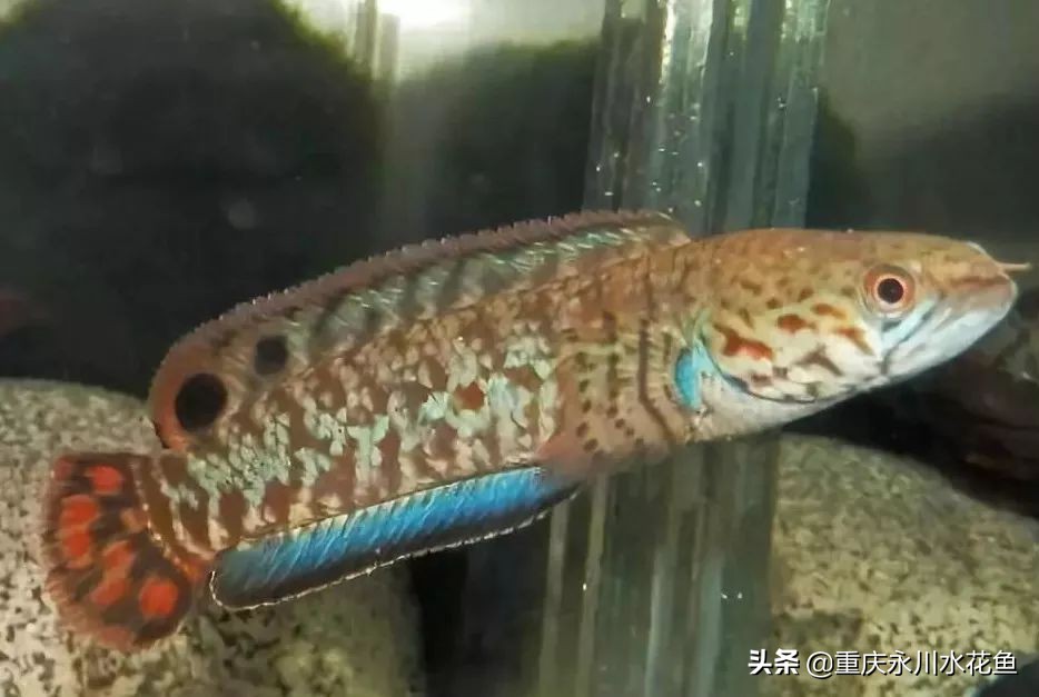 十种最漂亮的观赏鱼视频播放,观赏鱼60条