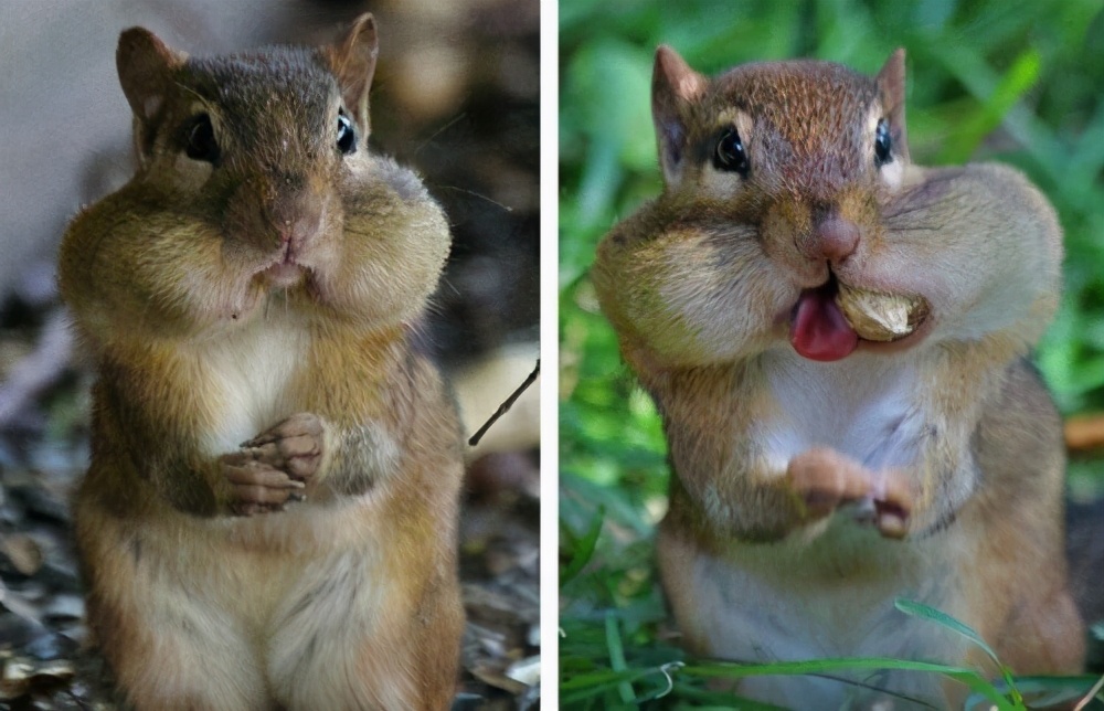 松鼠过冬的食物被偷走了怎么办？它真的会选择自杀吗？