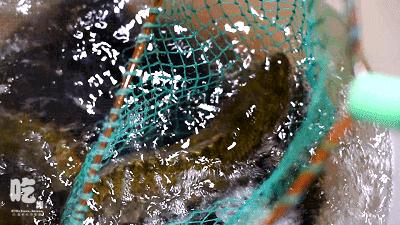 昆明最好吃的清汤鱼火锅,云南地道鱼火锅店推荐