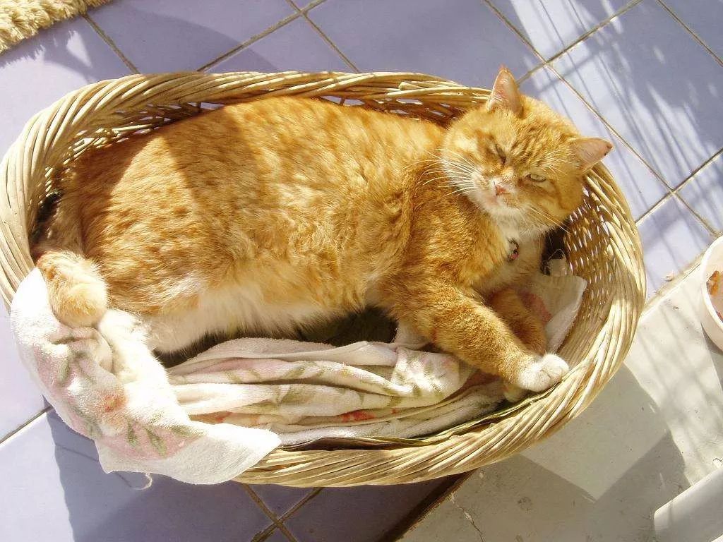 如何判断猫咪发烧,如何判断猫咪发了情