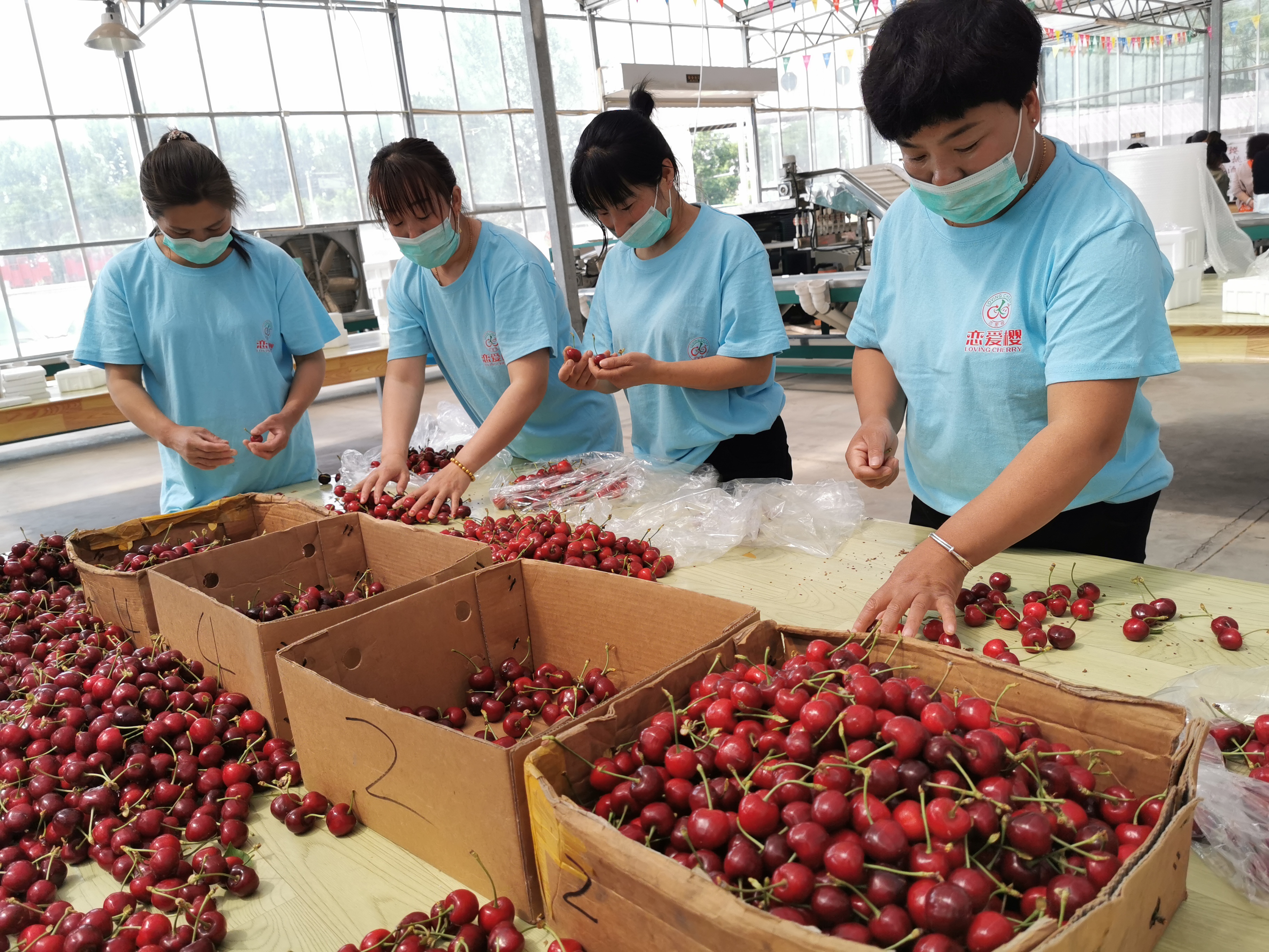 车厘子为什么比樱桃耐储存,车厘子是比樱桃更高端么