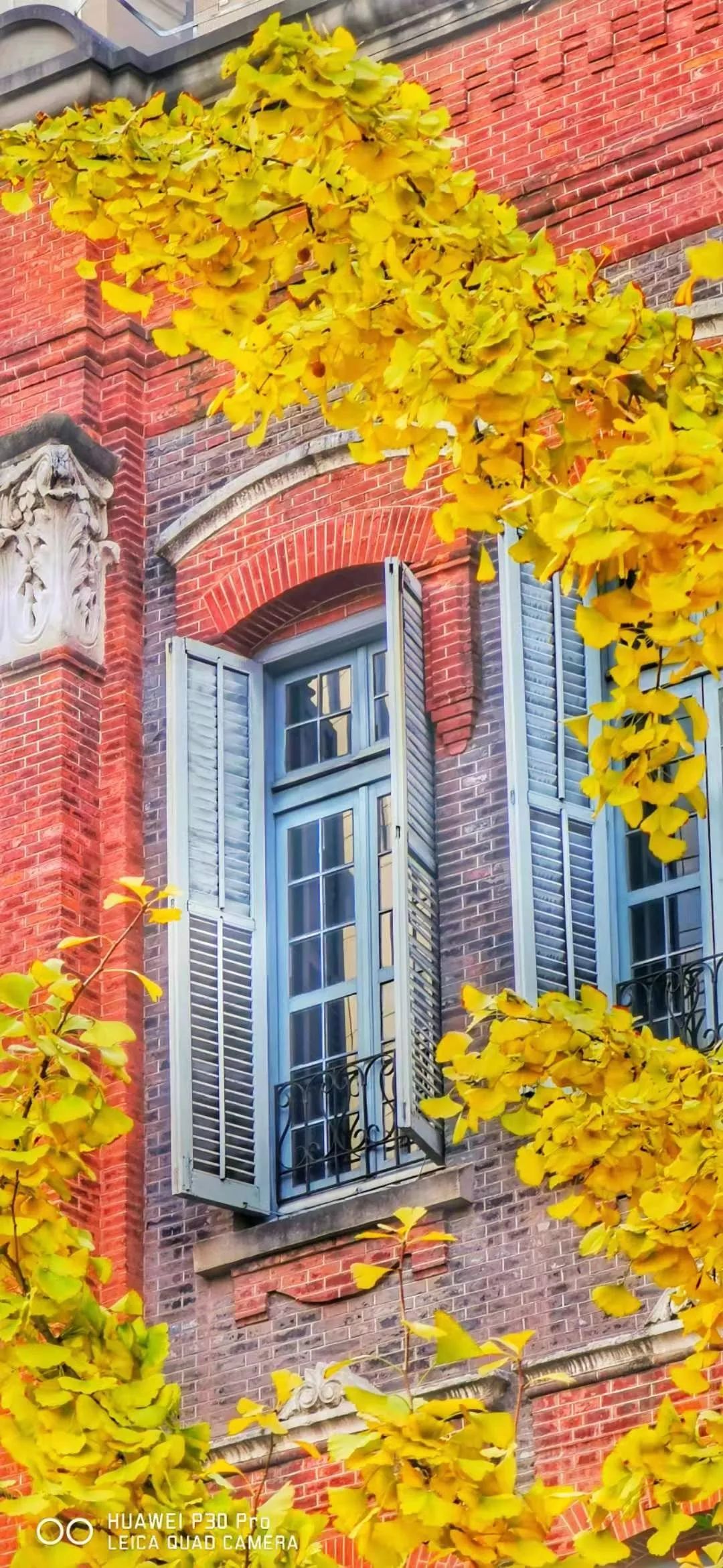 上海银杏叶打卡的地方,上海周边哪里有银杏叶