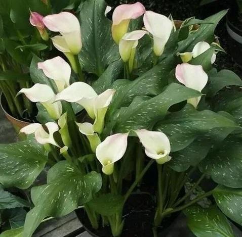 马蹄莲盆栽大花朵,马蹄莲花漂亮