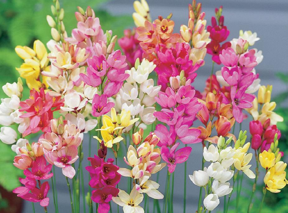 百合喜欢哪种类型,百合属于球根花卉吗