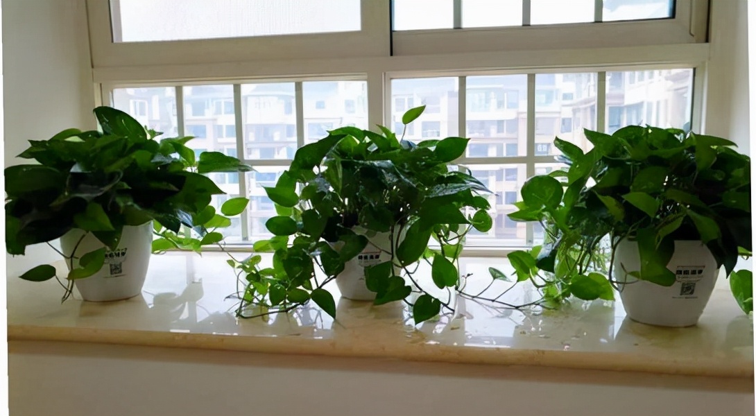 养花人养的花都有哪些,什么花养人又健康又好养