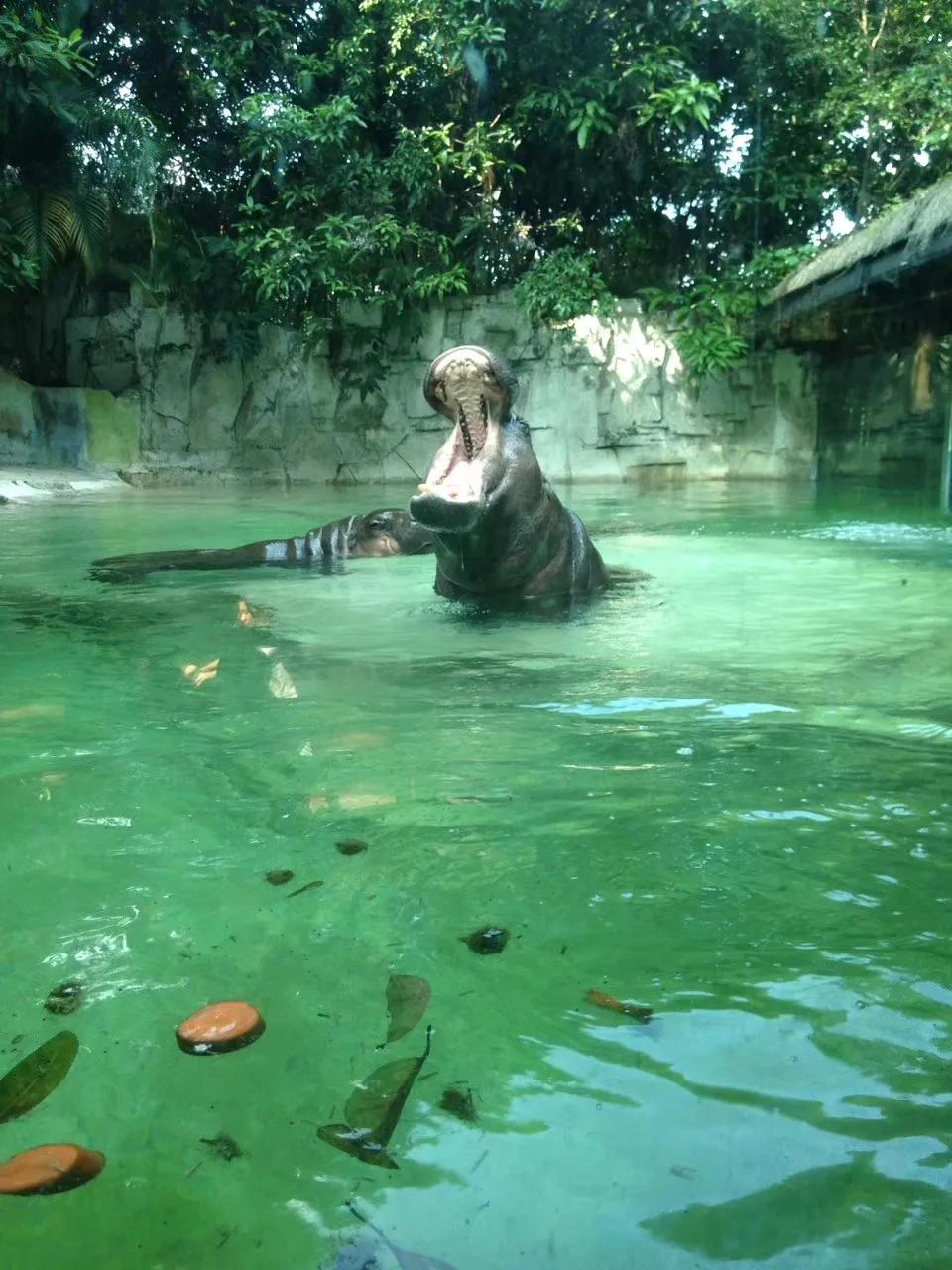 广州长隆野生动物园最全游玩攻略,长隆野生动物园游玩攻略