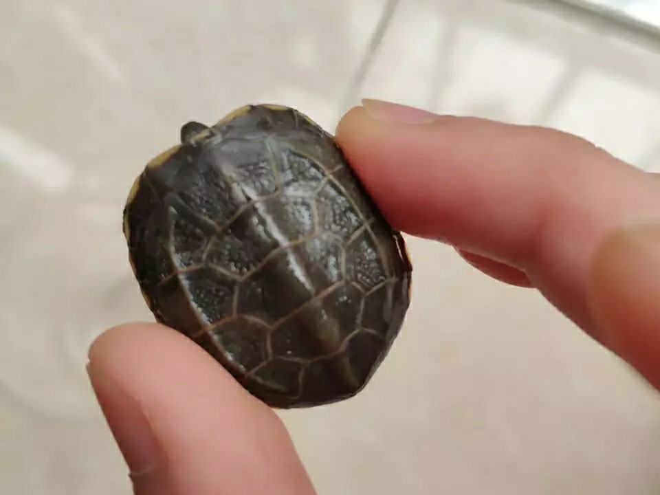 中华草龟跟草龟有什么区别图,普通草龟跟中华草龟有什么分别