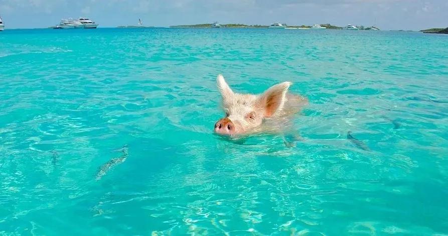 防止猪中暑的最佳方法,夏天猪中暑啥样症状