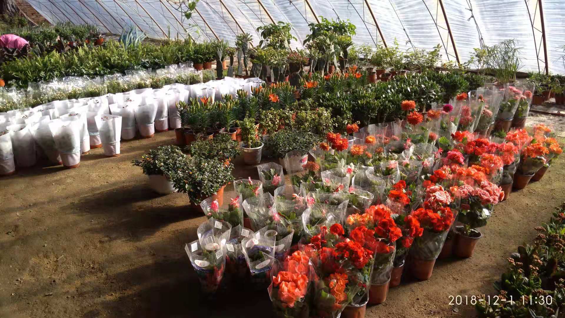 沈阳花卉市场扔花的地方,沈阳花卉市场