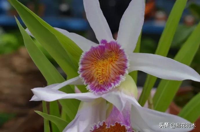 笋兰是名贵兰花吗,深山里又发现好多珍贵兰花品种