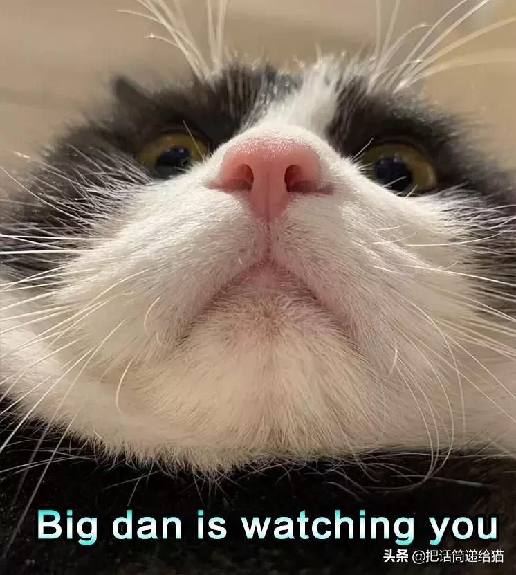 猫故事全集,猫故事小说