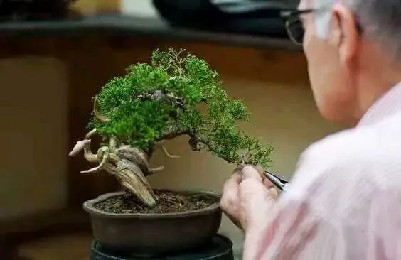 悬崖式老桩盆景,悬崖式盆景造型详解