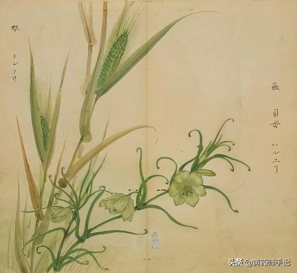 燥痰用川贝，热痰用浙贝，浙贝还用于肿块郁结、乳腺增生、胃溃疡