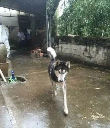 哈士奇跑进派出所,终于知道哈士奇拆家