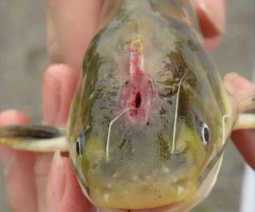 黄颡鱼裂头病,黄颡鱼烂身病的治疗方法