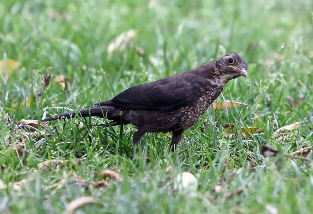 人见人爱的大众情人——梅洛葡萄酒