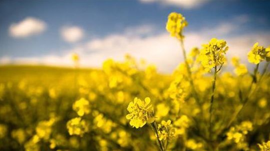 描写油菜花盛开的诗词,描写油菜花的诗词有哪些