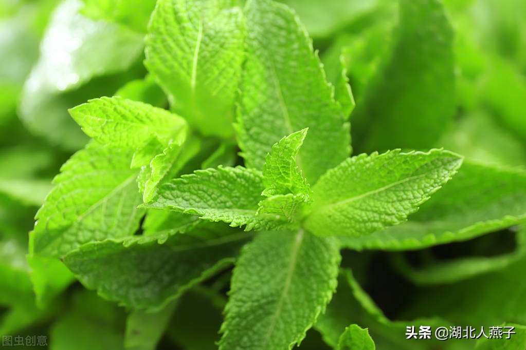 各种可以吃的野菜图片大全及名称 (100种野菜图片大全和名称和吃法)