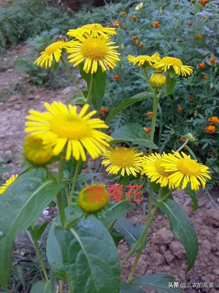 酷似旋覆花,却有傲霜耐寒的品质,泡茶清香扑鼻,霜降采摘正当时