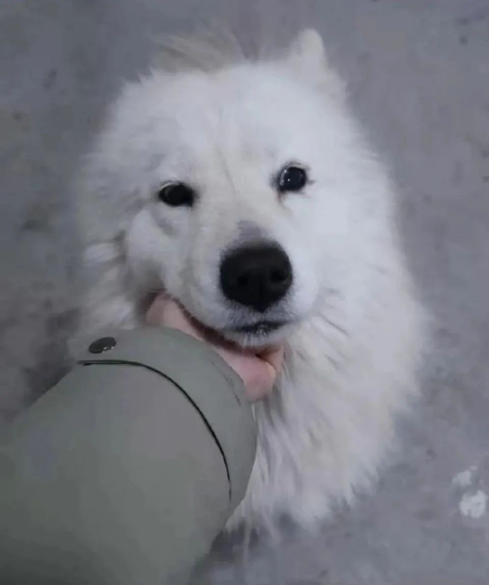 两只狗狗在五环车流中穿梭，前爪脚垫裂开！接下来一幕动人——