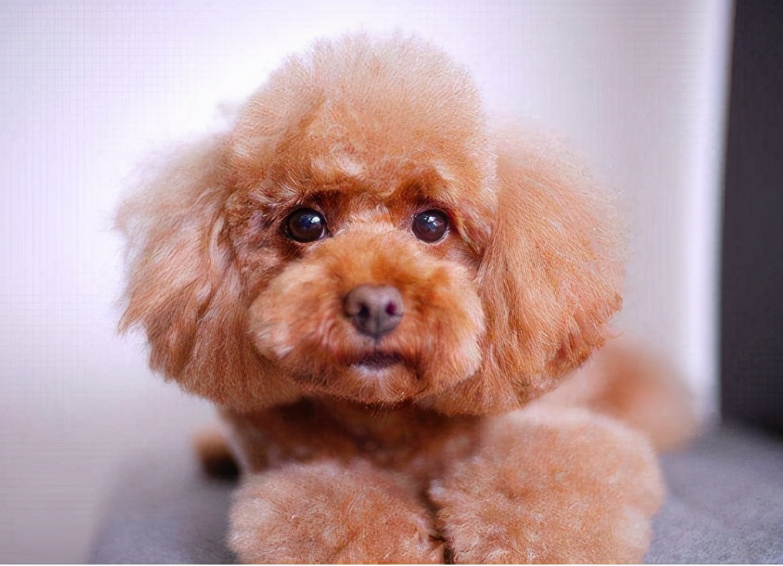 纯种巨型贵宾和二代巨型贵宾,灰贵宾和白贵宾串串