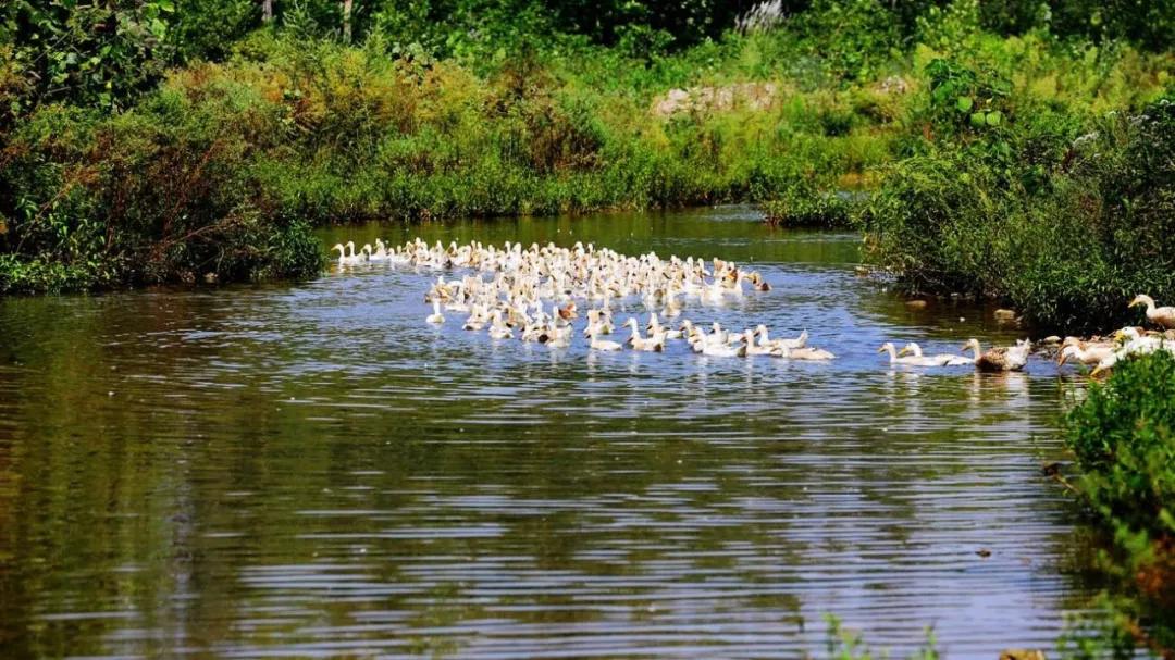夜读|放鸭田野上,志在云天外