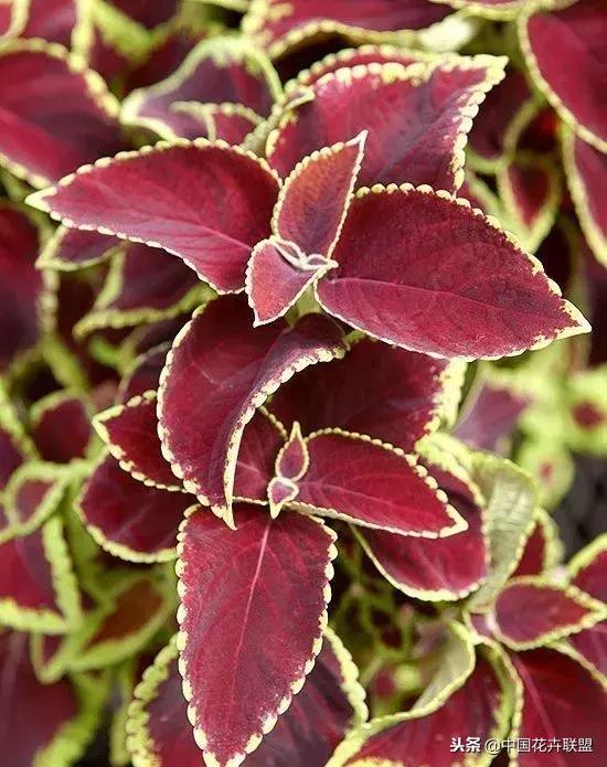 打翻了调色盘的花,打翻了调色盘的美景