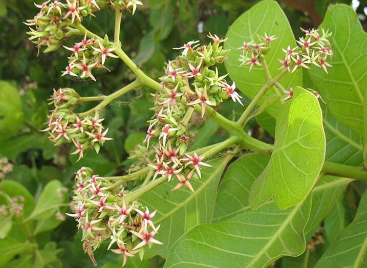 过年好吃的坚果有哪些,春节必吃的几种坚果