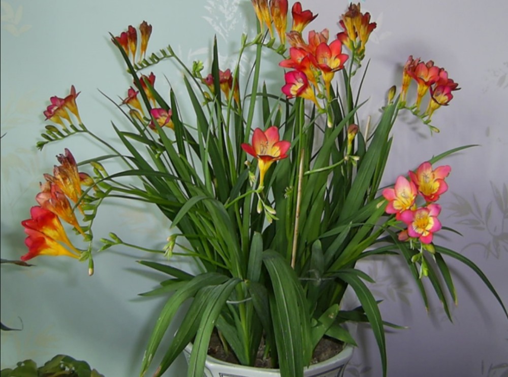 花盆土盐碱化怎么办,解决盆栽土壤盐碱化的有效措施