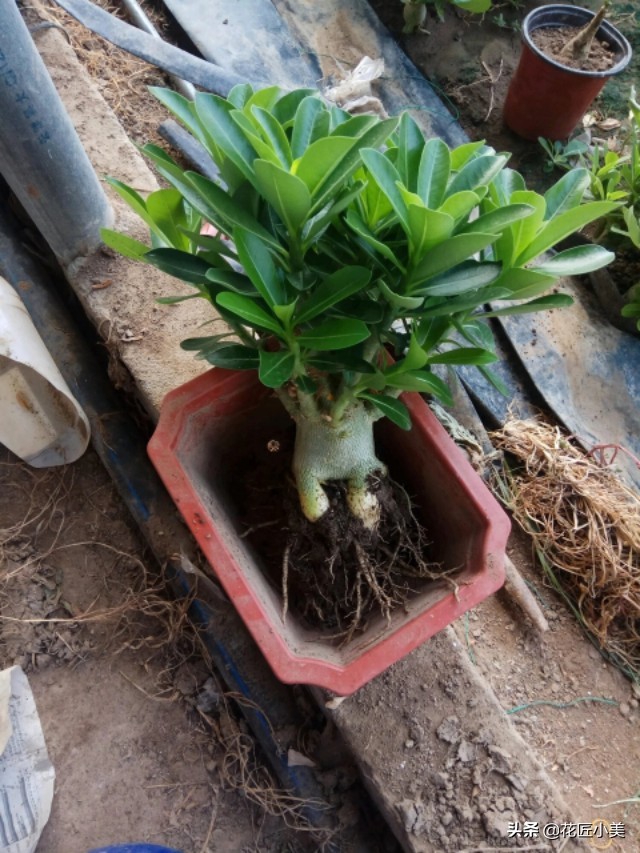 沙漠玫瑰花舒展不开怎么办,沙漠玫瑰花苞打不开是怎么回事