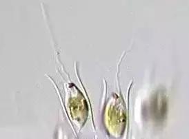 水产养殖藻类老化是怎样的,水产养殖显微镜下各种藻类