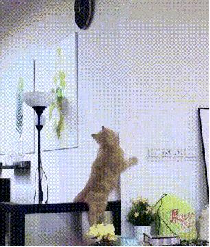 搞笑gif嫂子包饺子,搞笑gif姑娘你这次真的是玩过头了