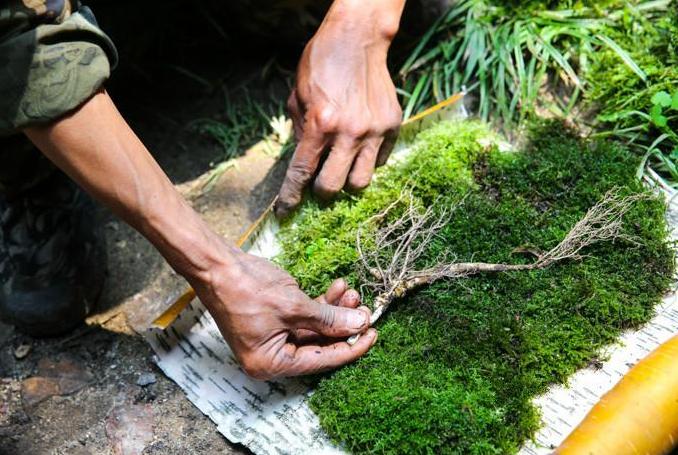 最近挖出来的野山参,百年野山参有多罕见