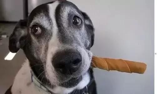 比熊狗狗老是乱咬东西怎么办,狗狗在家乱咬东西怎么办