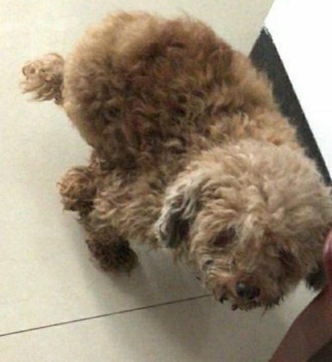 狗狗难产主人帮狗狗接生,狗狗难产助产猛压肚子