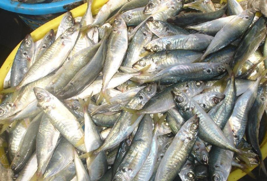 十大最好吃又实惠的海鱼,好吃不贵一斤左右的海鱼有哪些